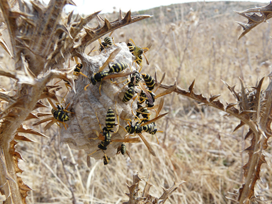 Polistes gallicus (Vespidae)